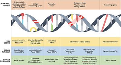 DNA Repair Syndromes and Cancer: Insights Into Genetics and Phenotype Patterns